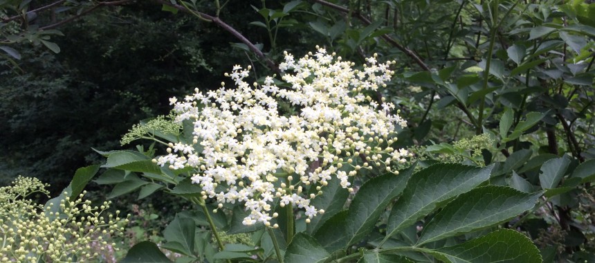 Elderflower Cordial