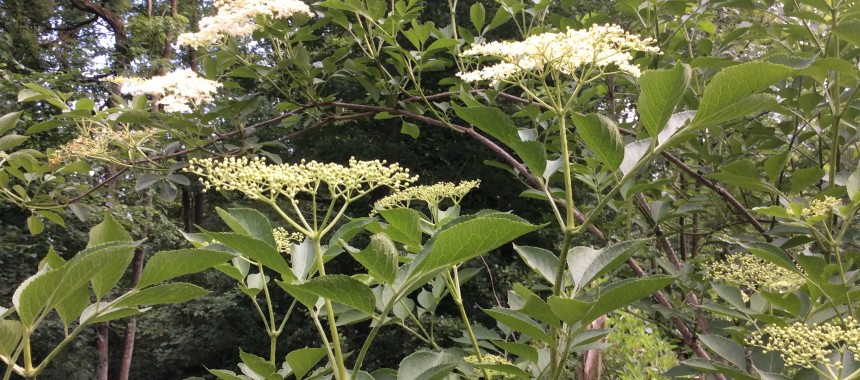 Elderflower Cordial